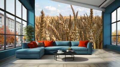 Golden wheat field against the background of the summer sky. Wall mural