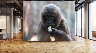 The monkey eats a piece of food. The scene is peaceful and calm: the monkey is enjoying a snack. Wall mural