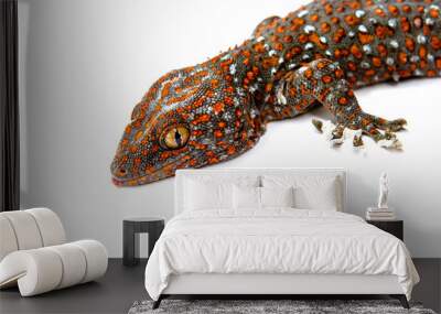 Head Gecko Red stripes on against white background Wall mural