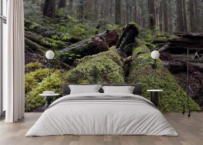 Dense forest with mossy trunks Wall mural