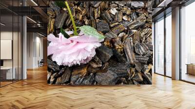 pink peony lying on  stones Wall mural