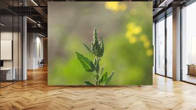 Chenopodium. Goosefoot. White goosefoot. Bathua. Plant growing in the garden. Nature concept. Wall mural