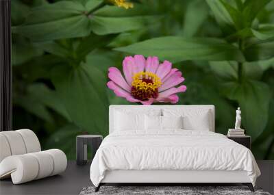 Pink flower in garden, zinnia flower, flower background. Wall mural