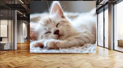 cute white  kitten sleep serenely, the banner is suitable for advertising a pet store, food for baby cats, care products Wall mural