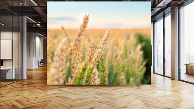 Ripening wheat in the field. Ears. Farming. Agriculture. The concept of healthy organic food. Wall mural