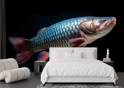 A blue and red fish with scales swimming against a black background, perfect for nature, wildlife, and aquatic themes. 
 Wall mural