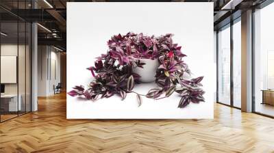 Silver Inch Plant (Tradescantia zebrina) also known as Wandering Jew plant on white pot isolated on white background. Ornamental Houseplant Stock images. Wall mural