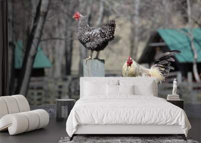 2 Chickens on Fence Wall mural