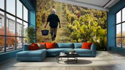 A farmer wakes through a vineyard in rural wine country France, harvesting grapes. Wall mural