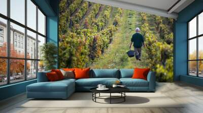 A farmer walks through his vineyard harvesting grapes in french wine country. Wall mural