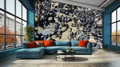 Clusters of mussels shellfish line rocks at a tidal point on the sea Wall mural