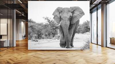 Bull African Elephant (loxodonta africana) Adult, walking down a gravel road, Erindi private game reserve, Namibia, Africa. Black and White Wall mural