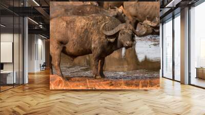 Cape buffalo (syncerus caffer) standing by watering hole, Ngutuni Game Reserve, Tsavo, Kenya Wall mural