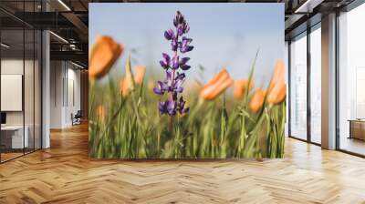 Closeup of a lupine flower in a California poppy field under the sunlight with a blurry background Wall mural