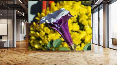 Closeup photo of a purple and white flower Wall mural