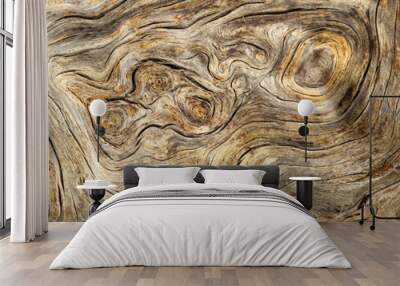 Burlwood Stump Wall mural