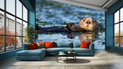 Female California Sea Otter Wall mural