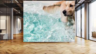 Golden Retriever Dog Standing in Swimming Pool Wall mural