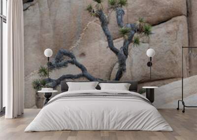 Joshua Tree 2 Wall mural