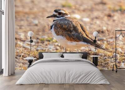 killdeer bird on the ground Wall mural