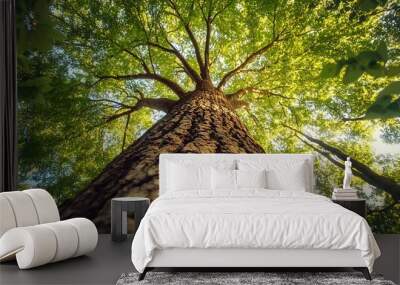 Majestic tall tree viewed from below with sunlight filtering through green canopy, forest perspective, copy space Wall mural