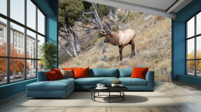 Male elk during rutting season in Yellowstone National park Wall mural