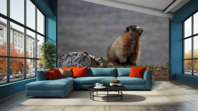 Marmot at Helen Lake at Banff National Park Canada Wall mural