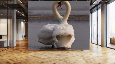 courting swans 2 Wall mural