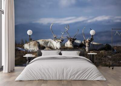 Reindeer7 Wall mural