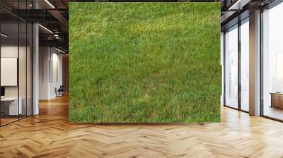 light to dark green grass Wall mural