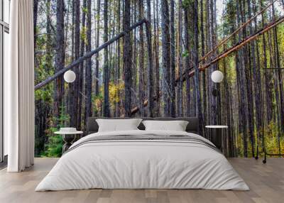 Trees straight up with two leaning parallel Wall mural