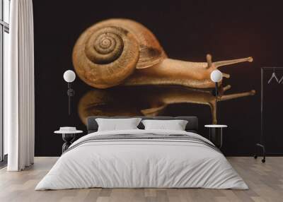 snail on black perspex background with reflection Wall mural