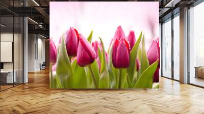 Fresh Tulips with Dew Drops Wall mural