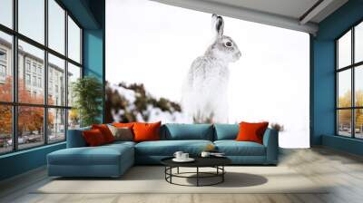  White mountain hare sitting on snow in the cairngorms of Scotland. These are wild mountain hares and are native to the British Isles. Wall mural