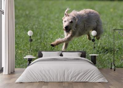 A lurcher dog plays in a park Wall mural