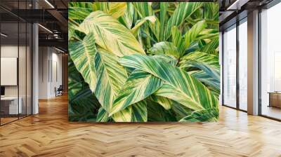 Close up of the striking foliage on the Variegated Shell Ginger, Alpinia zerumbet Variegata plant Wall mural