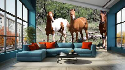 Paint Horse Wall mural