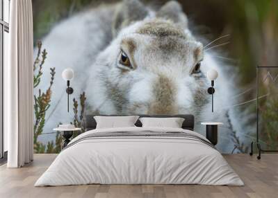 white mountain hare sitting on green heather on a winter day. Lepus timidus hares change fur colour from brown to white Wall mural