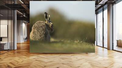 Lepus europaeus - European brown hare Wall mural