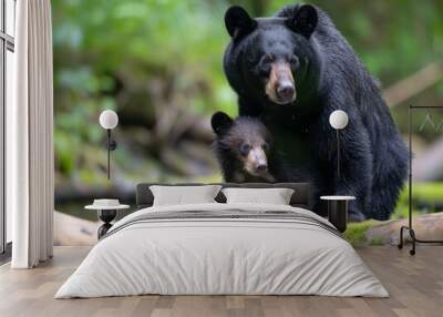 A watchful black bear mother with her cub in a lush green forest. Wall mural