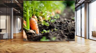 Fresh carrots with green leaves sprouting from the soil in a farm field. Wall mural