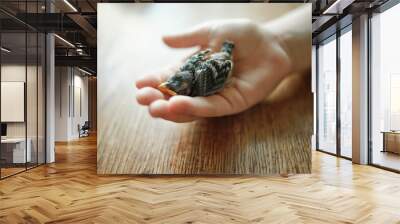 Hand holding small bird indoors Wall mural