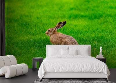 Hare Wall mural