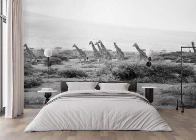 Panorama view of northern giraffes in Serengeti, Tanzania Wall mural