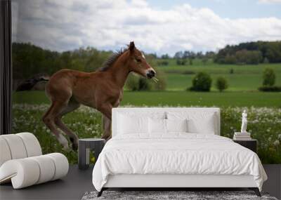 Young horse on meadow Wall mural