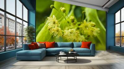 largeleaf linden tree bloom in green macro detail Wall mural