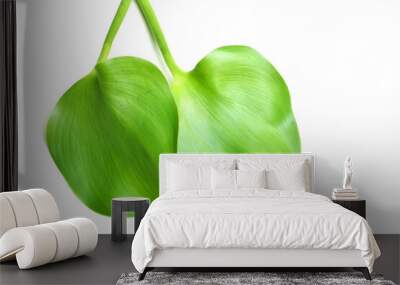 Green leaves of Water Hyacinth, Floating water hyacinth, Java Weed on white background. Wall mural