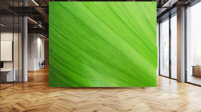 texture of green leaf Wall mural