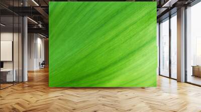 texture of green leaf Wall mural