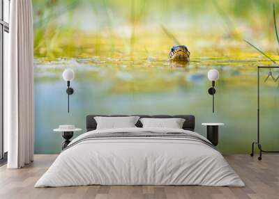 The grass snake (Natrix natrix) swimming in the water, the head above a water surface and facing camera. Wall mural